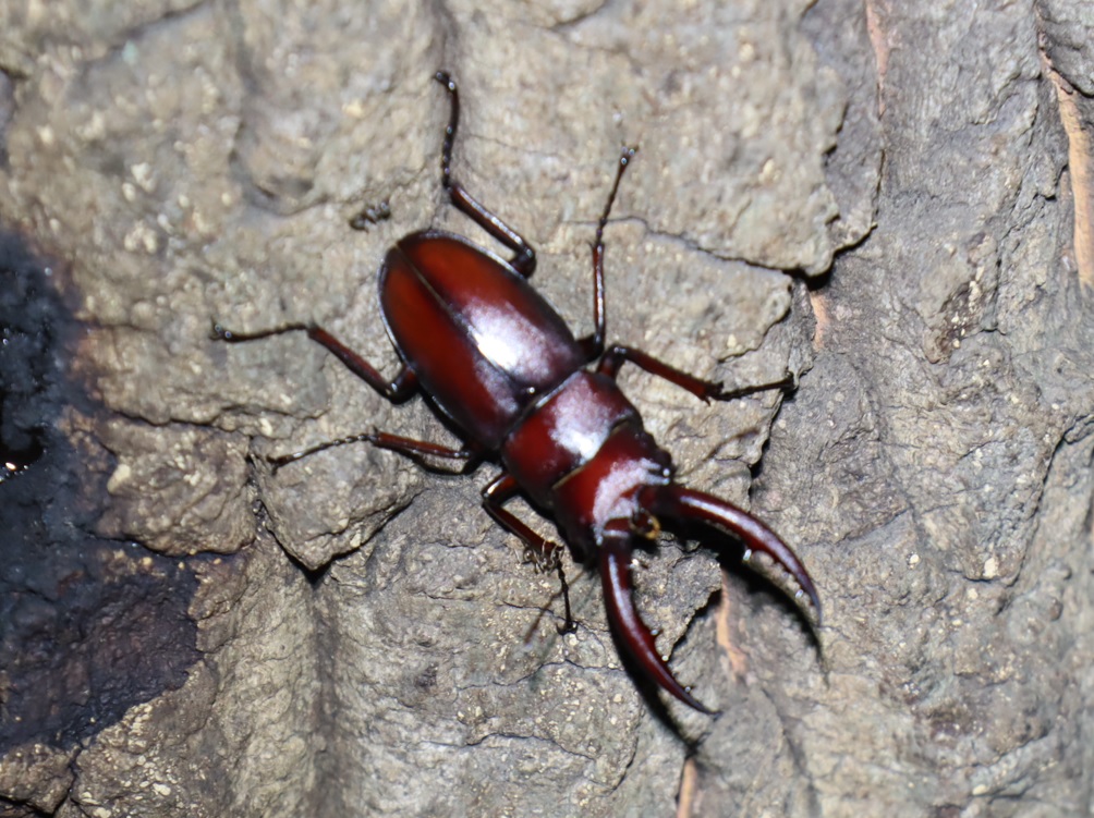 赤いノコギリクワガタ♂_No.1のクヌギ_クワガタ達のオアシス_2023年8月7日19時35分 気温29度